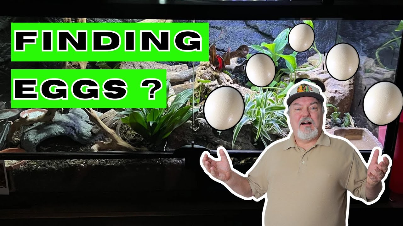 Finding Reptile Eggs in a Bio Active Enclosure