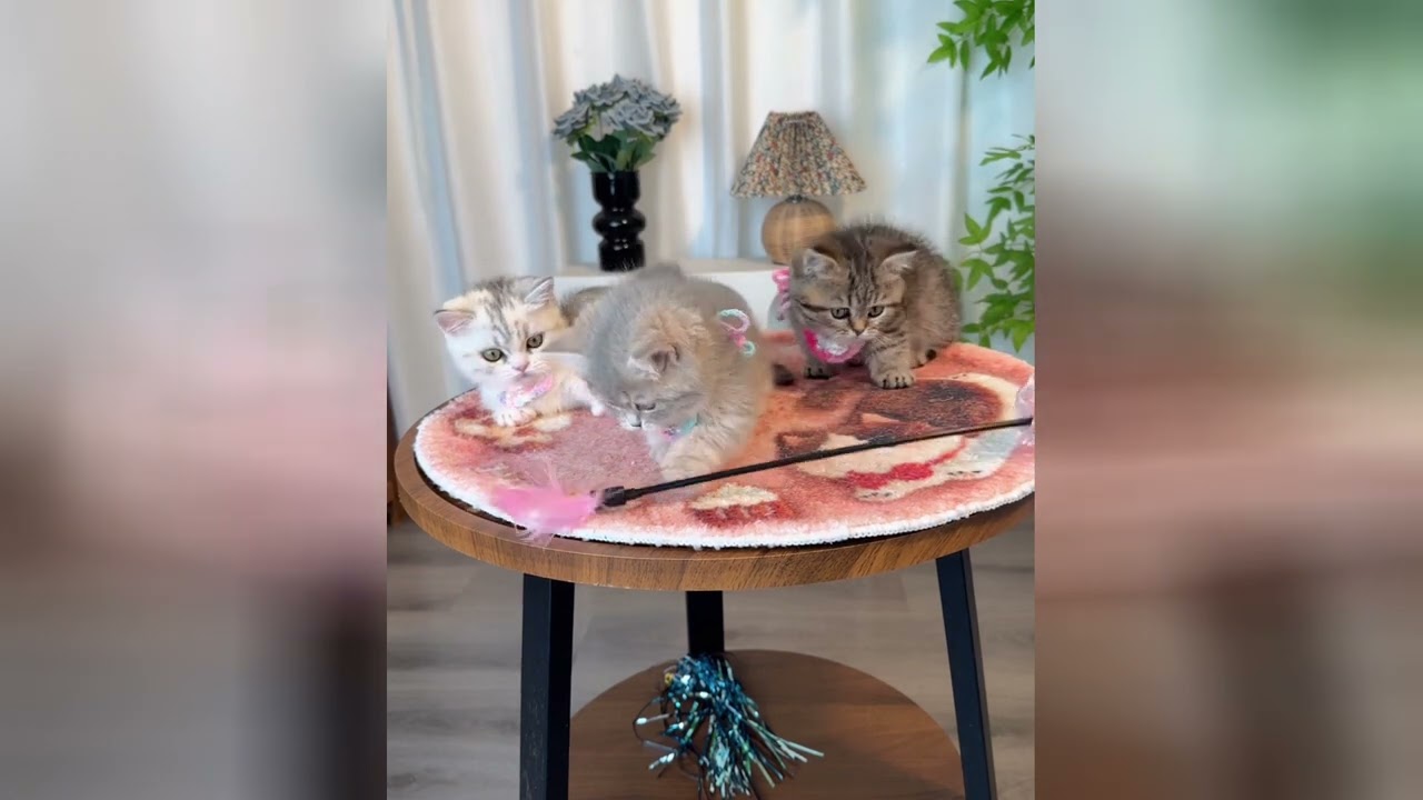 Adorable kittens are here to make your spirit soar