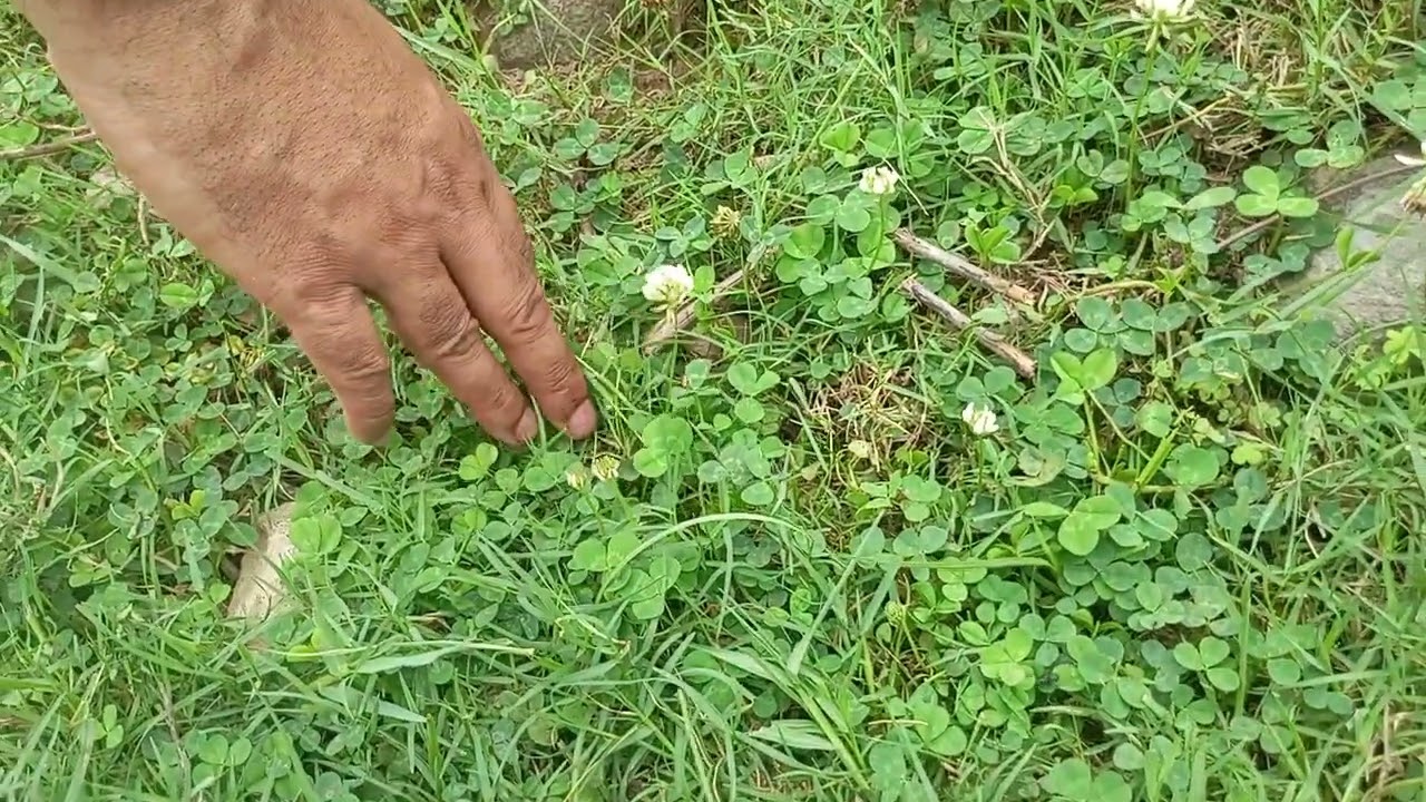 Trifolium repens in Siran Valley