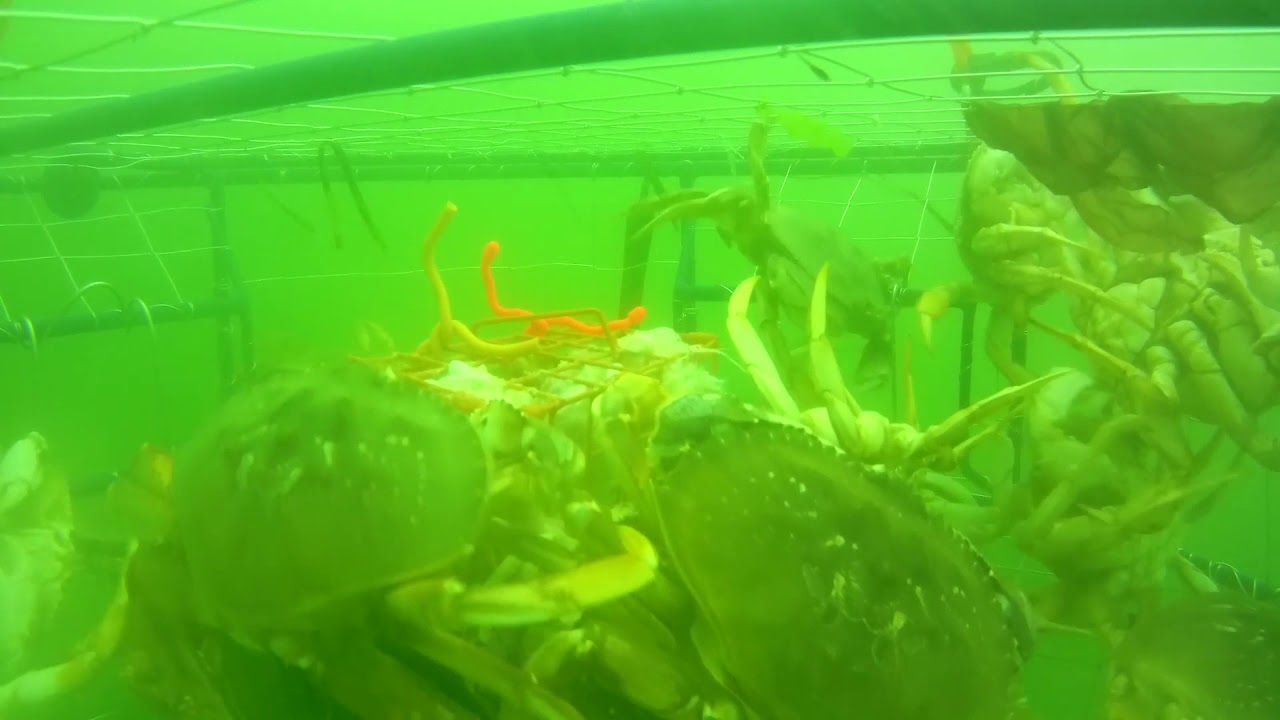 Tons of Crab! | HD GoPro in a crab pot: Oregon Coast