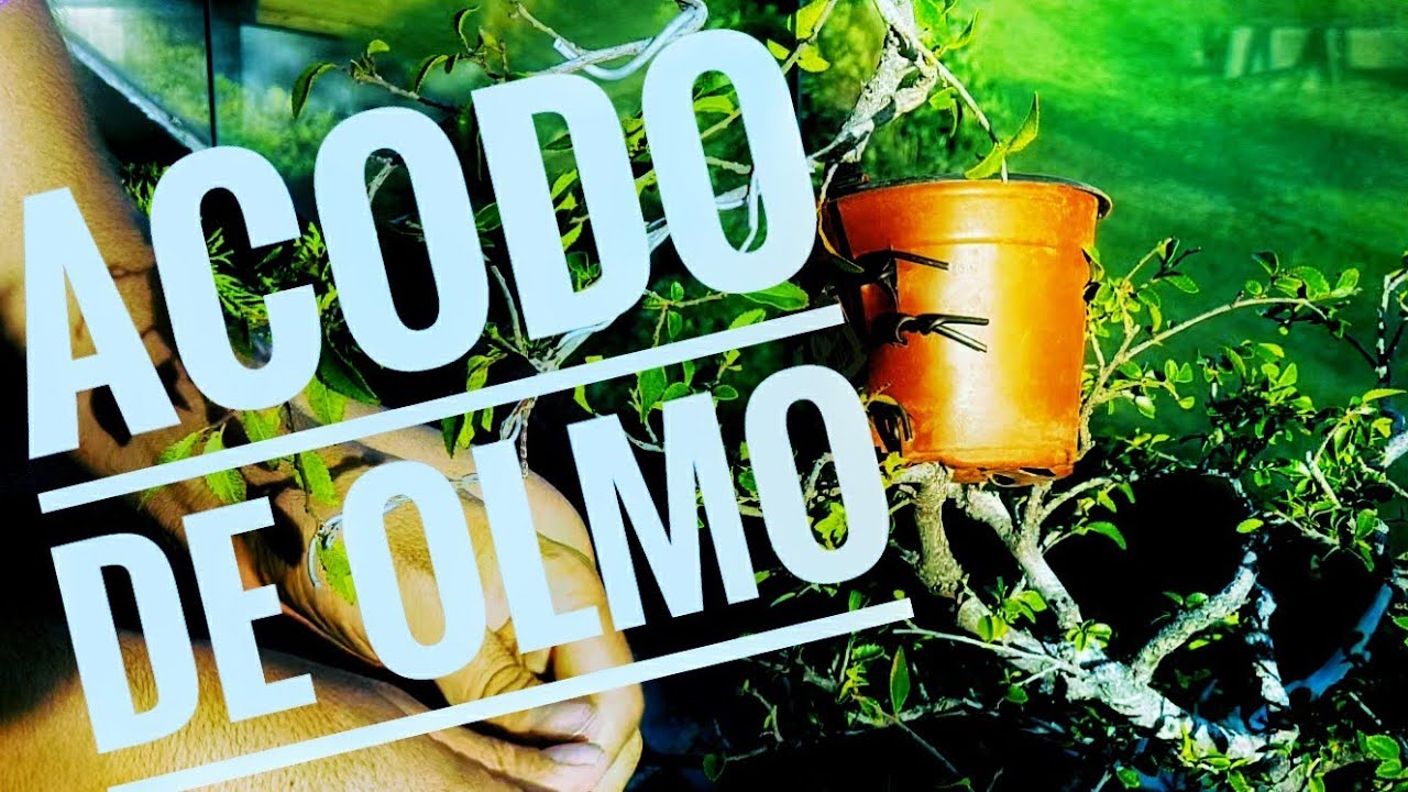 ACODO EN OLMO CHINO 1 | como preparar un nuevo Bonsai | Entra el cuchillo... salen las tripas