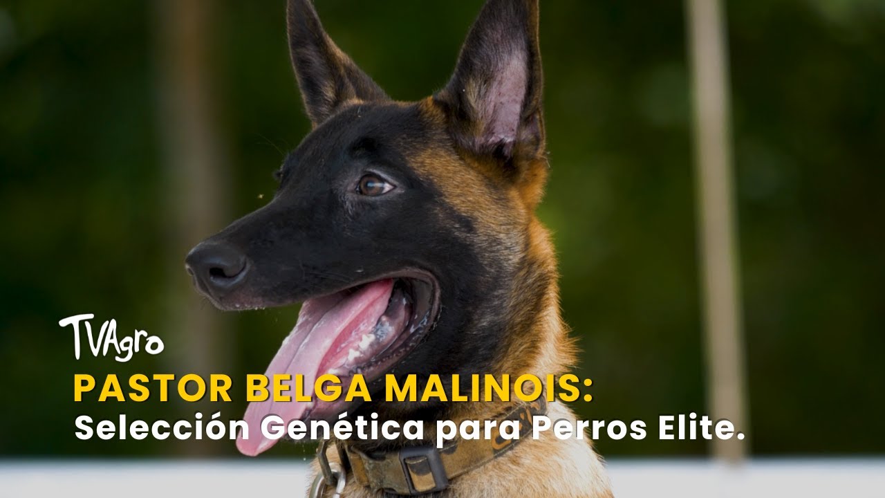 Pastor Belga Malinois: Selección Genética para Perros Elite - TvAgro por Juan Gonzalo Angel