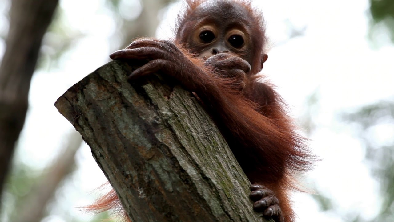 Save the Orangutan