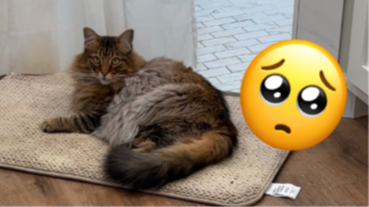 Tigger isn’t feeling well..