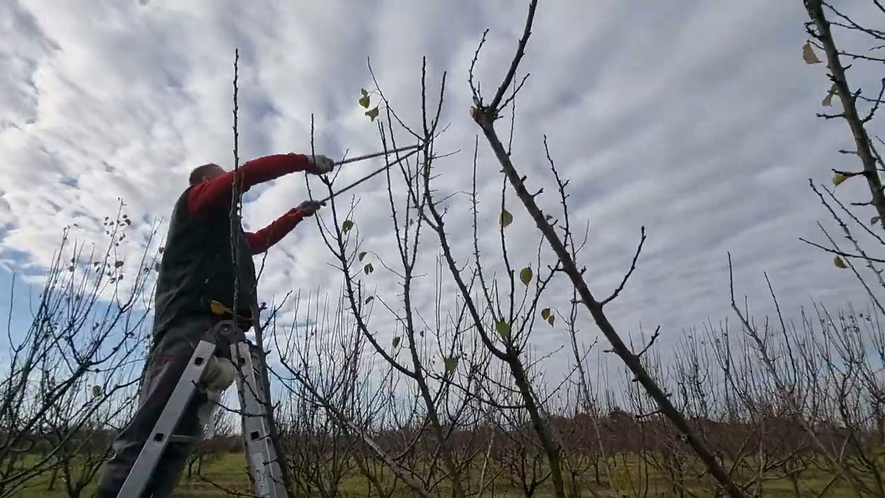 Kako se orezuje kajsija?!Monilija na stablu.Uklanjanje kompletnog zaraženog stabla.