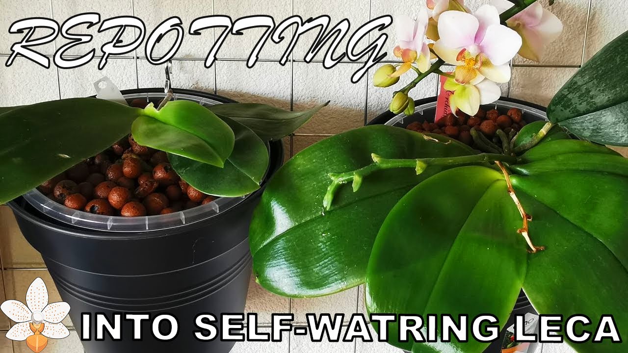Repotting two Phalaenopsis Samera