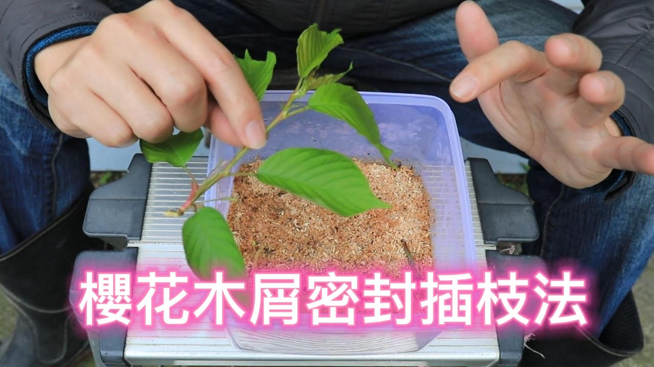 櫻花木屑密封插枝法【2023/02/11】