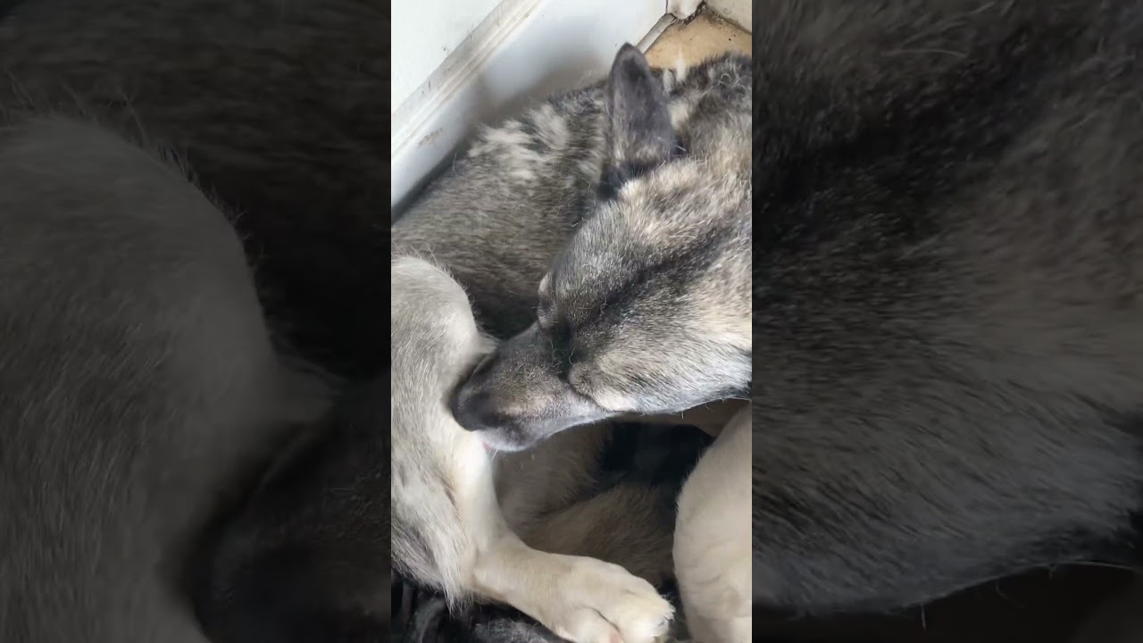 Do any of you guys love Judy