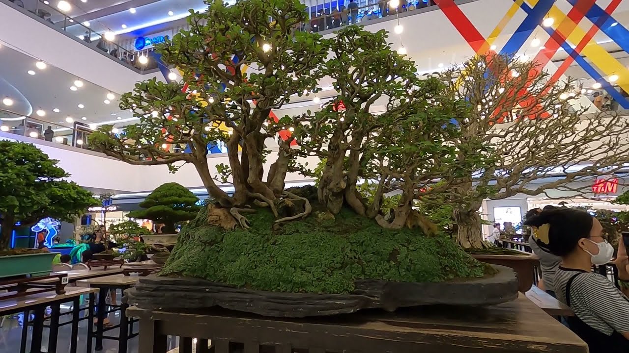 Moa Pasay! BONSAI EXHIBIT at Mall Of Asia / PHILIPPINES BONSAI SOCIETY INC, #bonsaisociety #bonsai