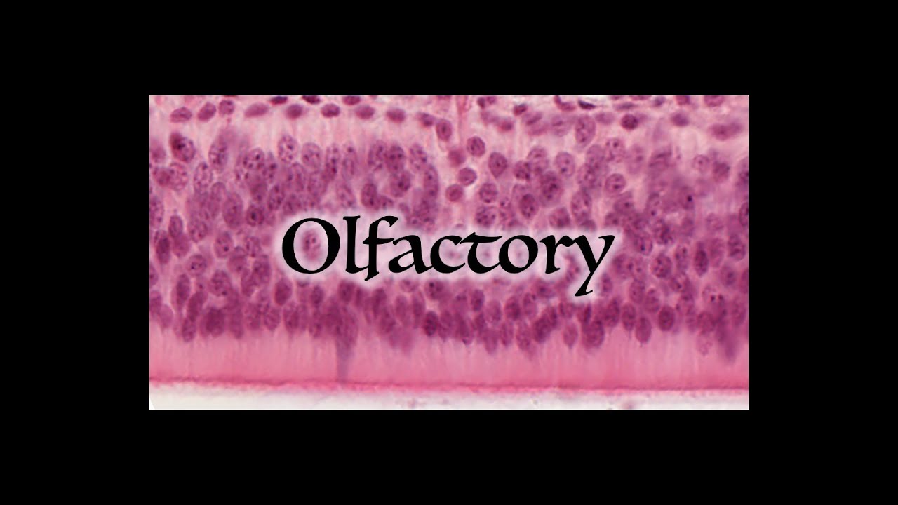 Olfactory System