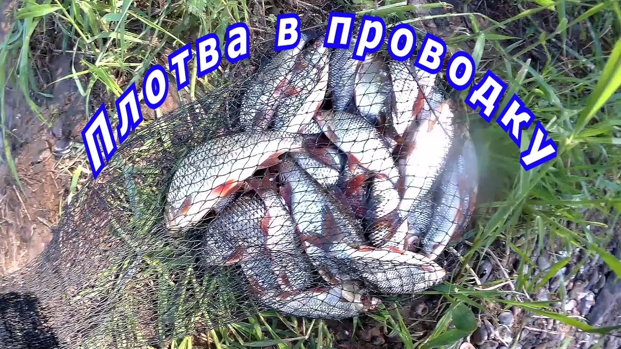Плотва ловля в проводку на пшеницу