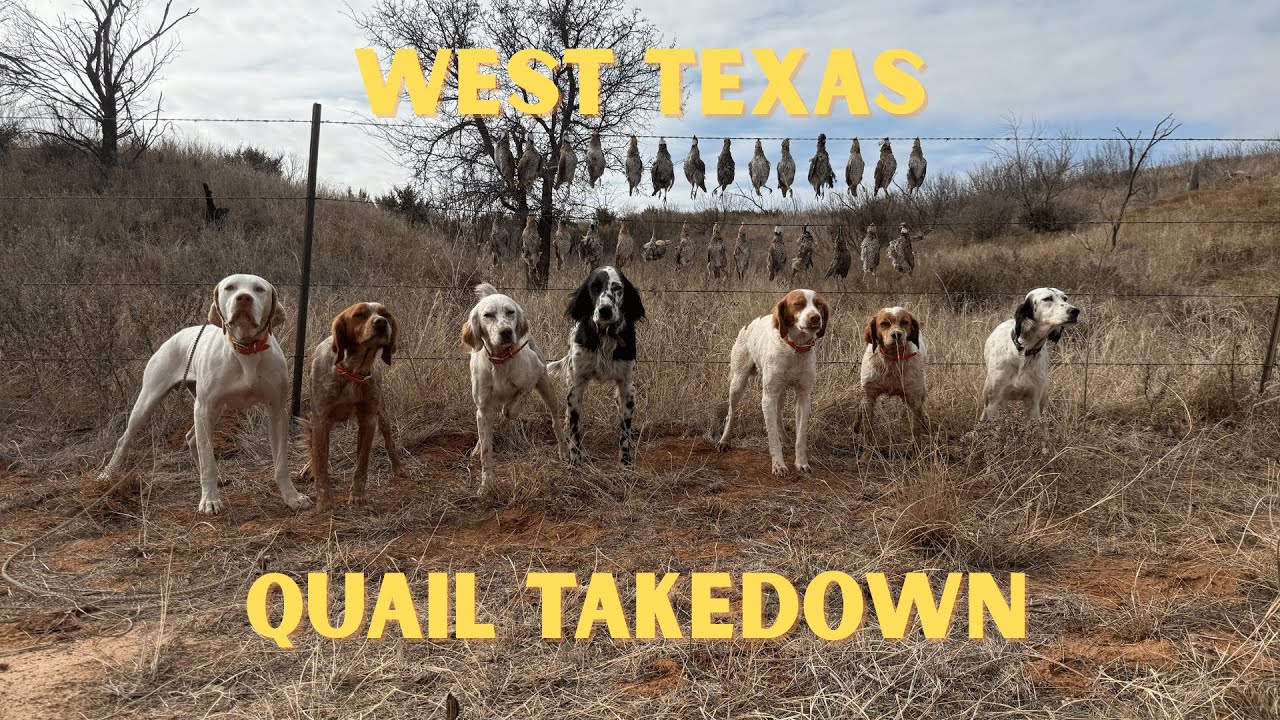 WEST TEXAS QUAIL TAKEDOWN