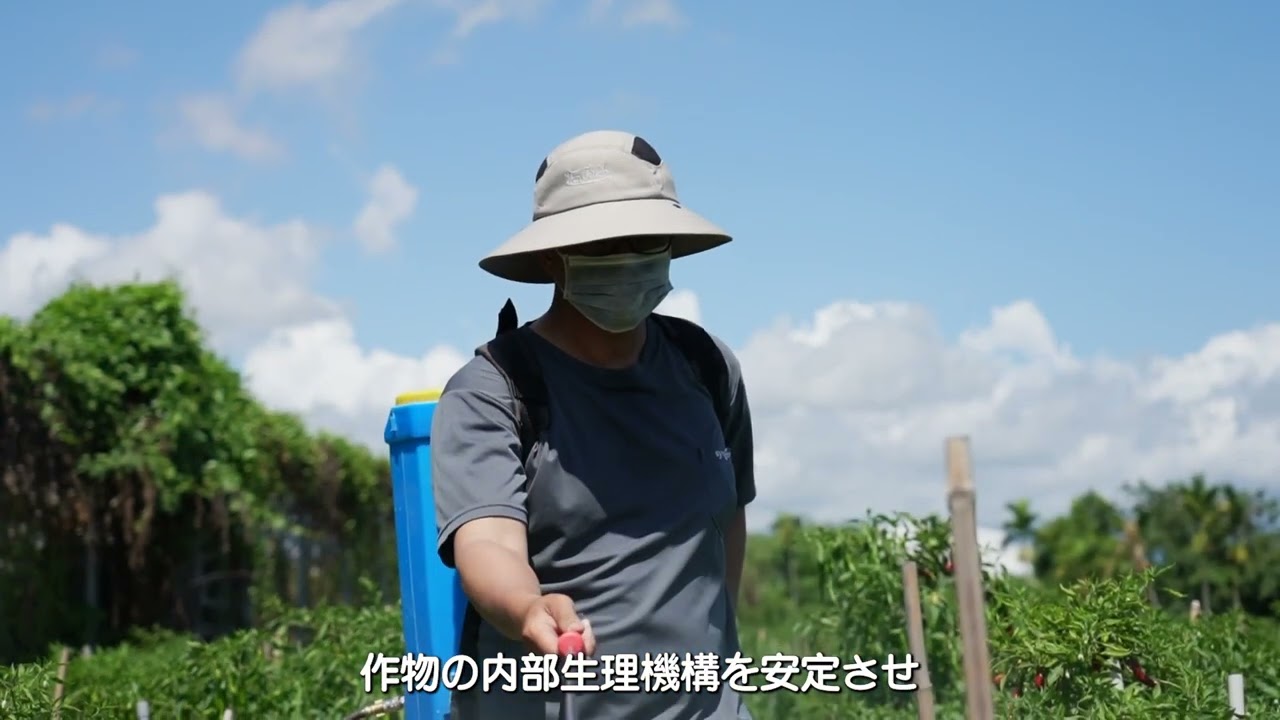 野菜作物応用: トウガラシ ダイジェスト版動画