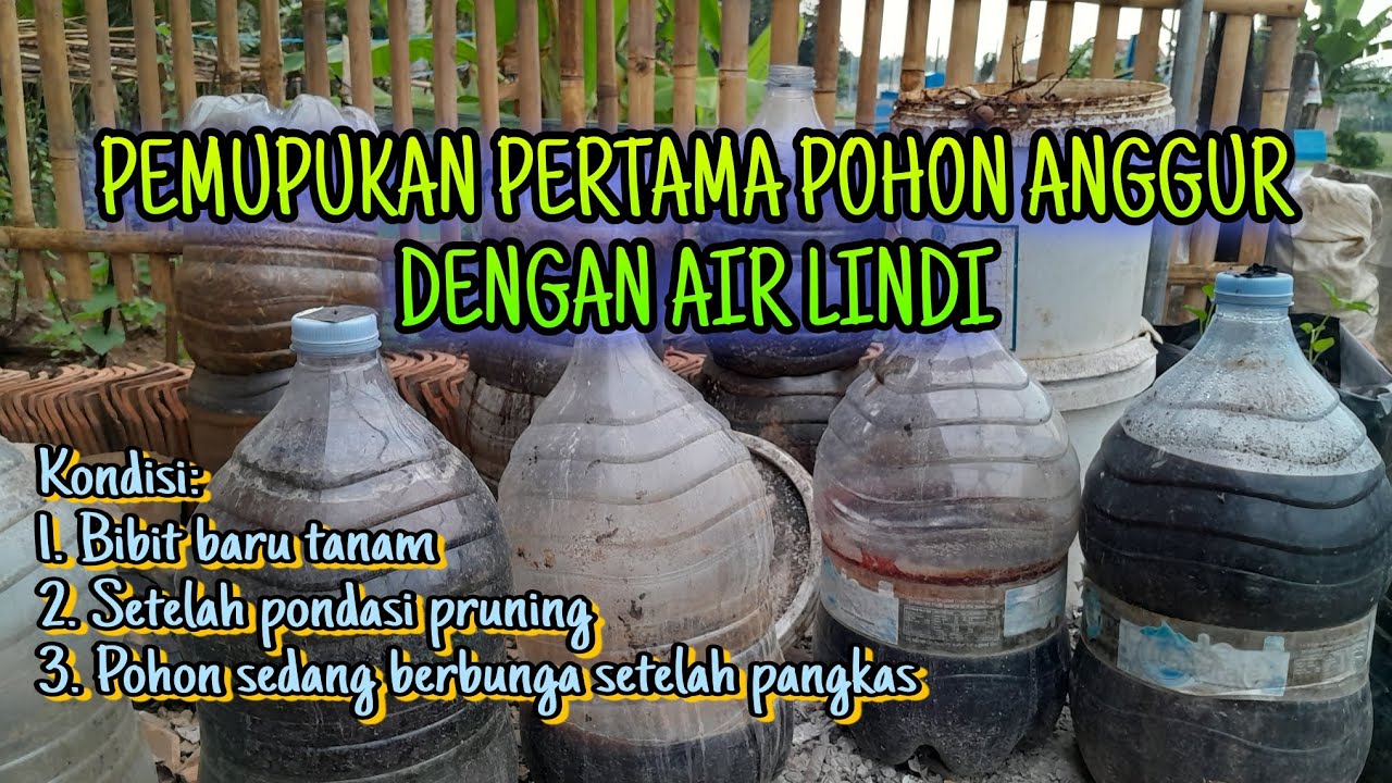 Eps 009 - Pemupukan Pertama Pohon Anggur dengan Air Lindi