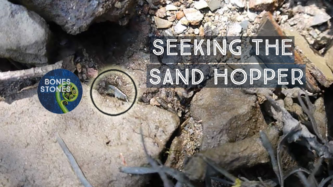 Seeking the sand hopper