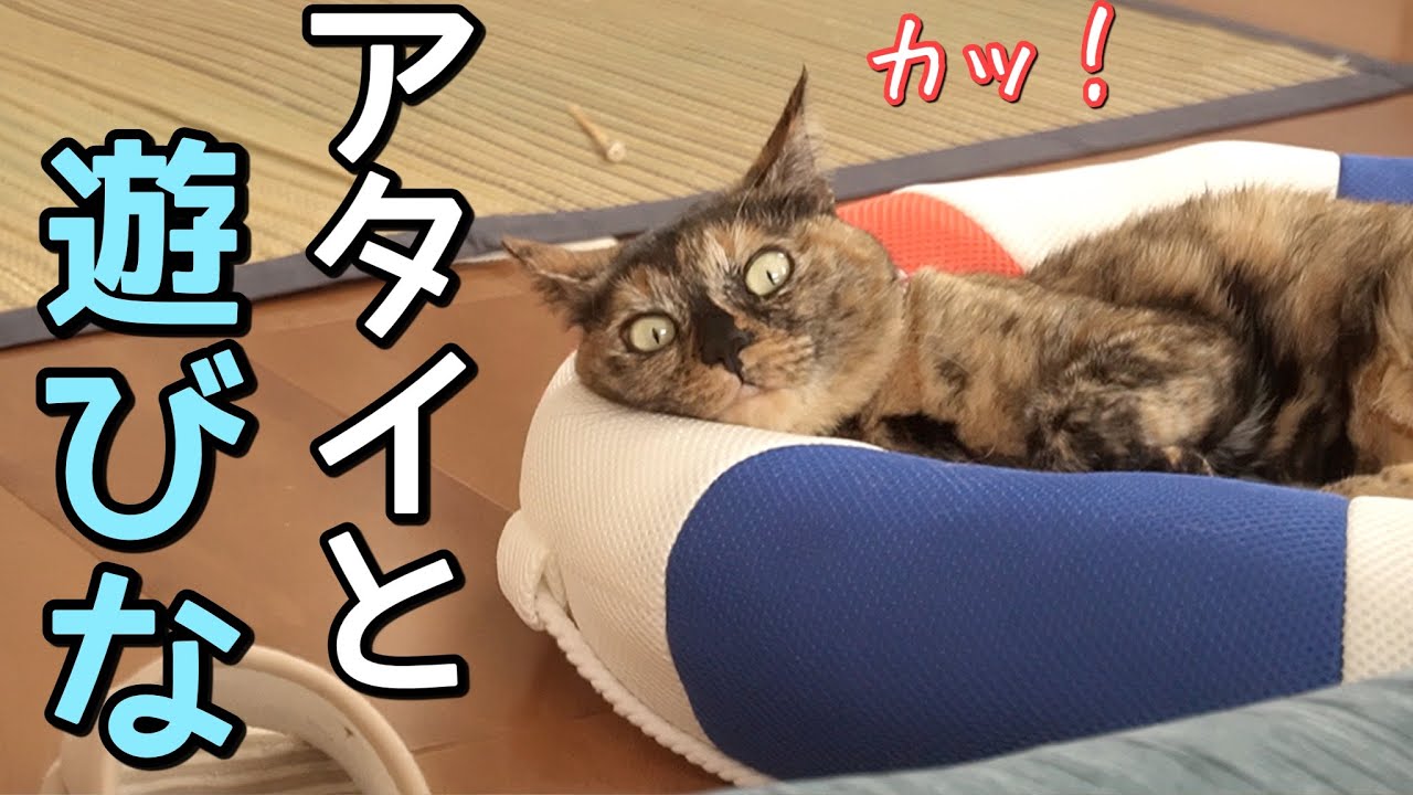 暑いのに…元野良猫に仕事を邪魔される悲惨な休日はこちらです