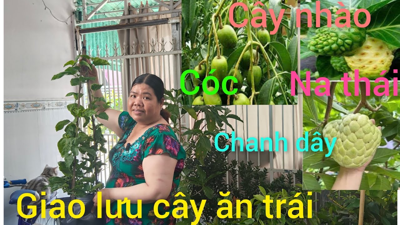 Ngày 7/3 Hồng cây giống giá rẻ miền Tây giao lưu cây ăn trái cam nhật, ổi đài loan, nhào 
