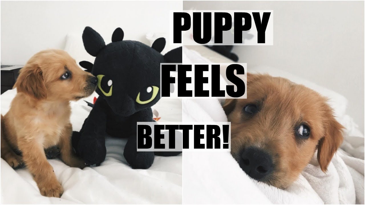 Puppy Has Friends & Is Feeling Better!