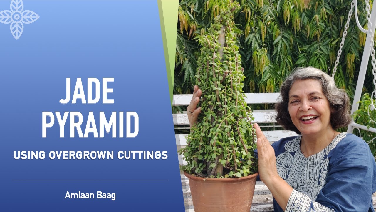 Jade Pyramids Using Overgrown Cuttings | Easiest Topiary | जेड की फालतू कटिंग से खूबसूरत पिरामिड