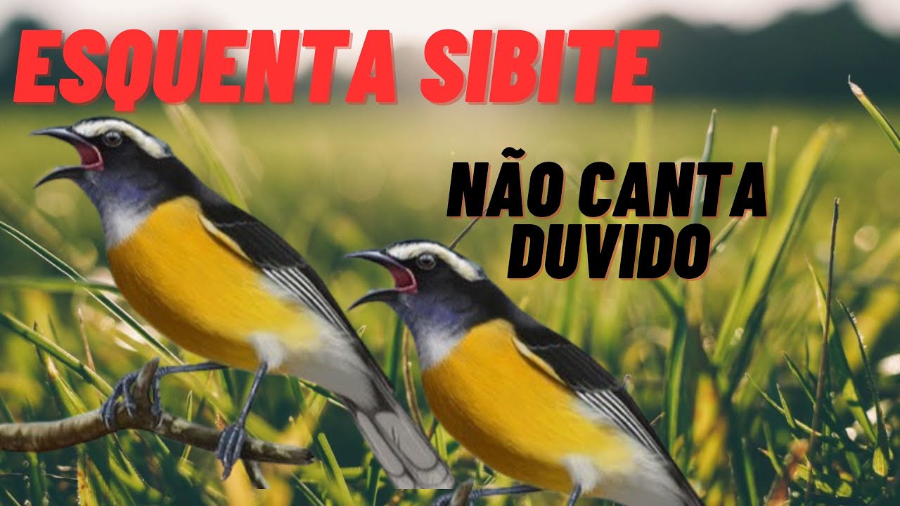 esquentar sibite🔥 sibite cantando chamando para esquenta e foguear sibite 🔥 esquentar sibite