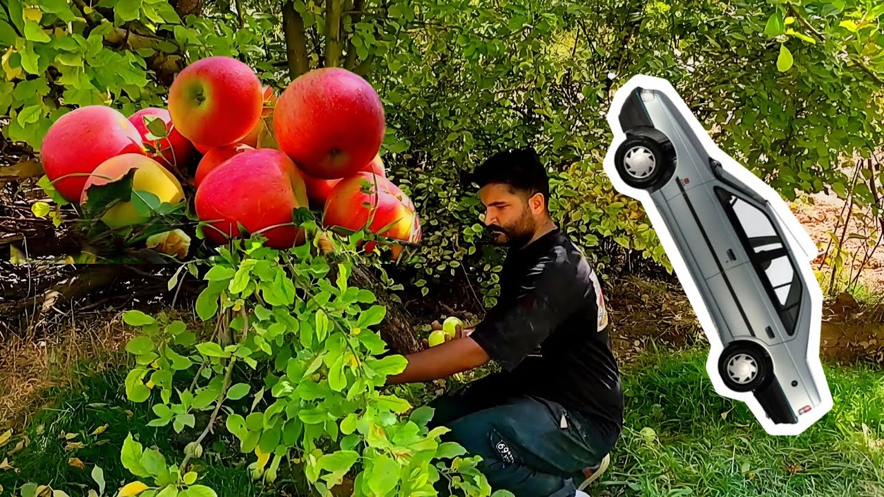 What a lovely day | Apple picking in a beautiful orchard 🍎🌳