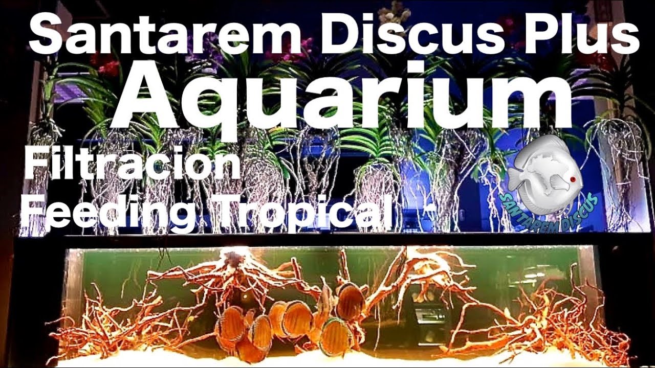 Santarem Discus Plus Aquarium 2500x700x600 - Filtration , Feeding in www.santaremdiscusplus.com