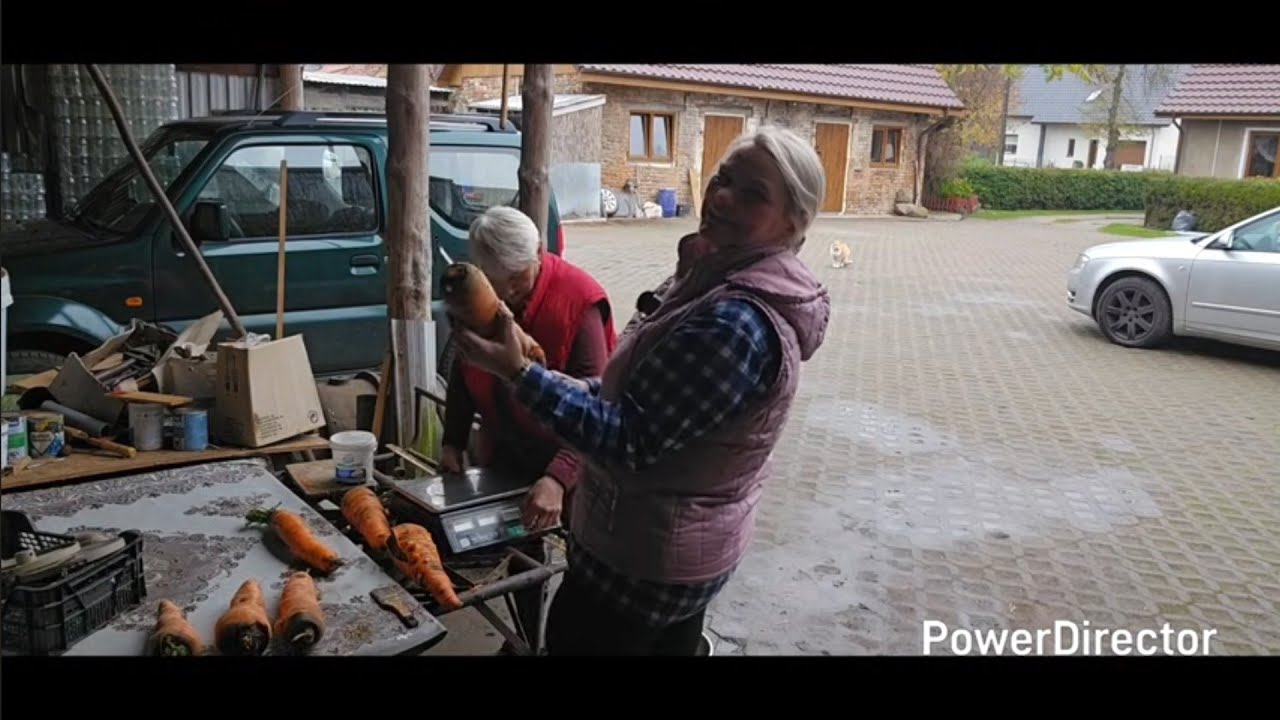 Jak uprawiać aby mieć taką marchew -poszło na rekord 