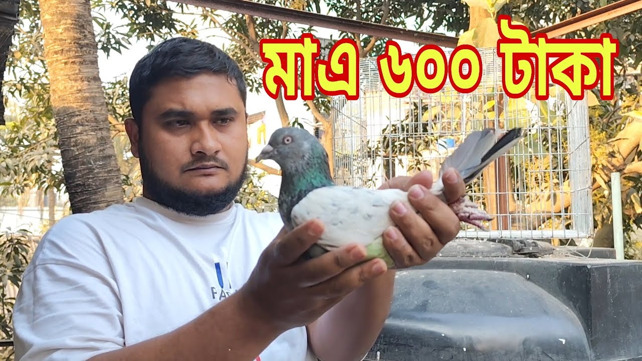 এর চেয়ে সস্তায় ভালো কবুতর কোথাও পাবেন না