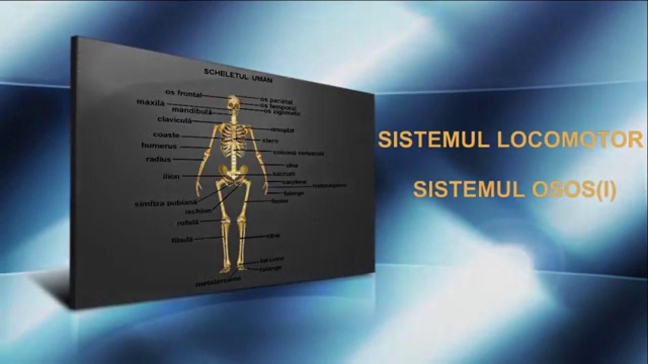 Lecția 17: Sistemul osos (I)
