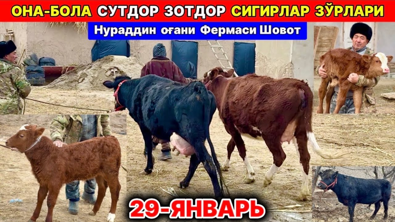 ОНА-БОЛА ЗОТДОР СУТДОР СИГИРЛАР ЗЎРЛАРИ Нураддин оғани фермаси Шовот манақ 29-января 2026 г.