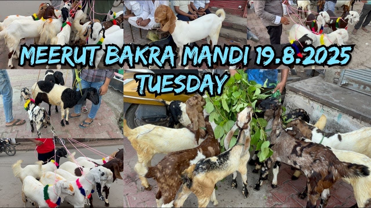 Meerut Bakra Mandi 19 August 2025 #viralvideo #azharvlogs #animals #bakramandi #goat #goatfarming 