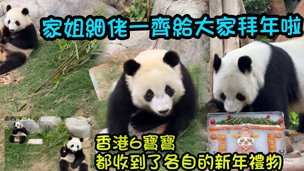 2月17日 家姐細佬攜爸爸媽媽盈盈樂樂，安安可可哥哥姐姐給大家拜年喇#大熊貓家姐細佬 #大熊貓加加得得 #香港大熊貓