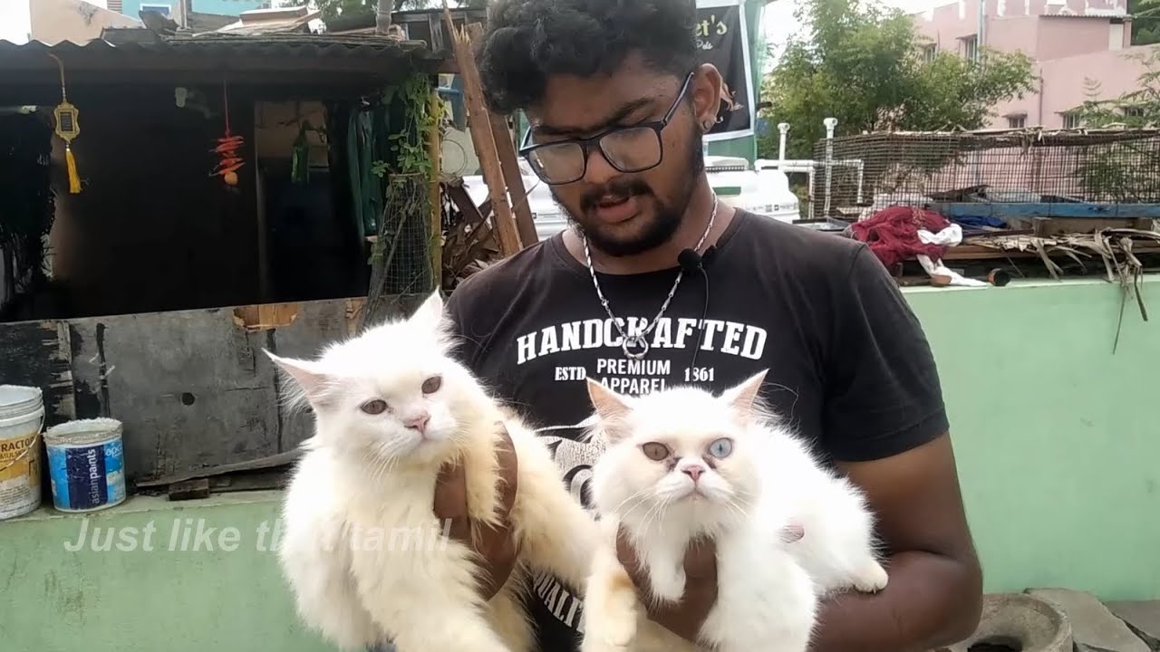 Biggest Dog Kennel In Tamil | Puppies For Sale | All Breed's Available Trichy | Just like that tamil