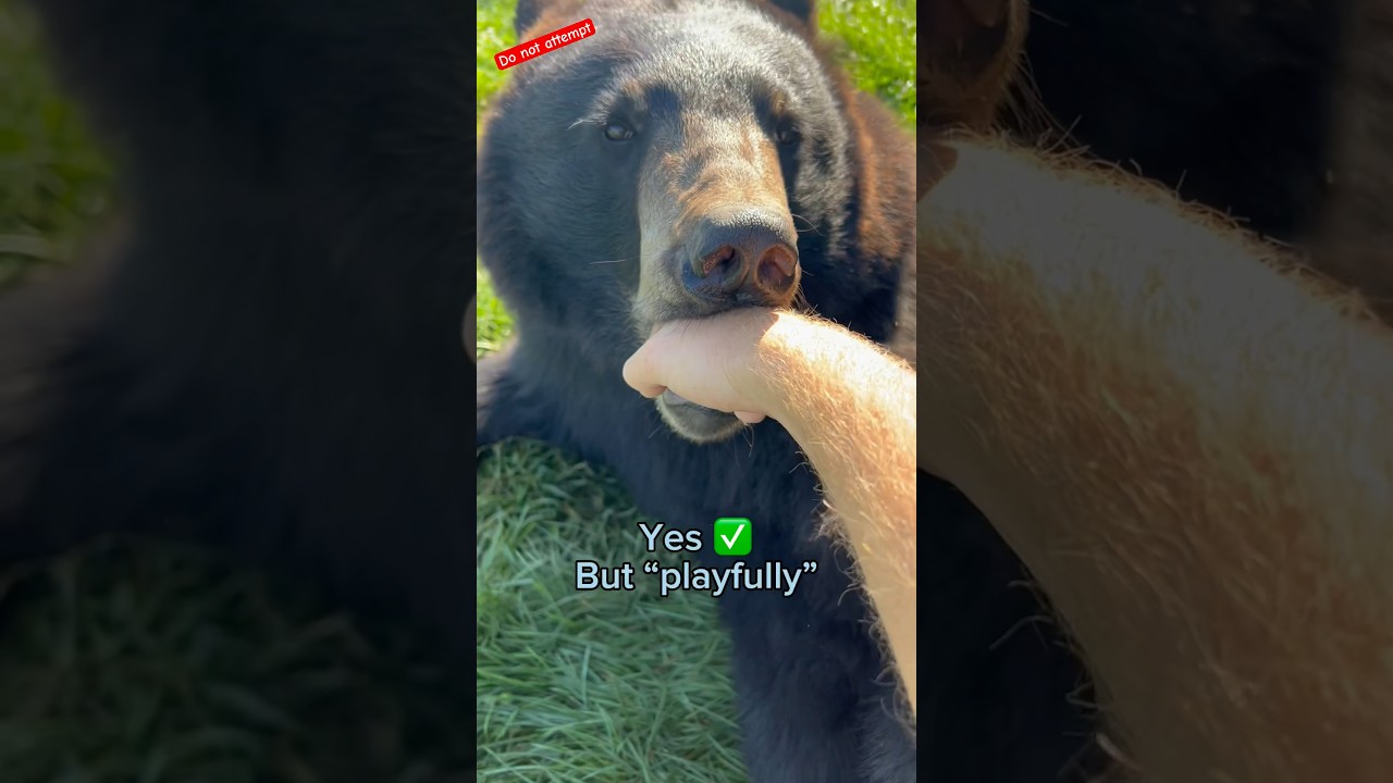 Which animals will bite me??? #animals #coolanimals #dangerousanimals #animalsofyoutube