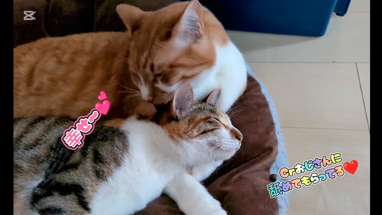 大きい猫に包まれる小さい猫。つみきのCrおじさん包み～癒しを添えて～