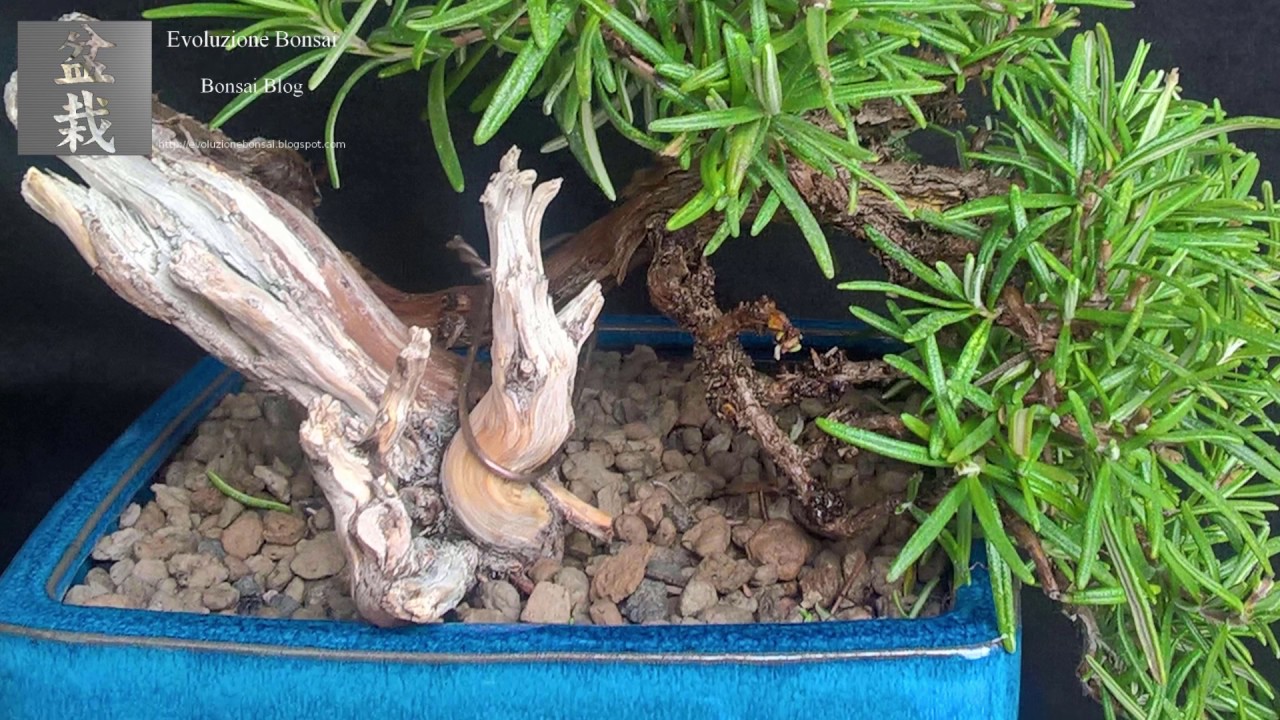 Rosemary Bonsai - Separation of dead wood from the living vein
