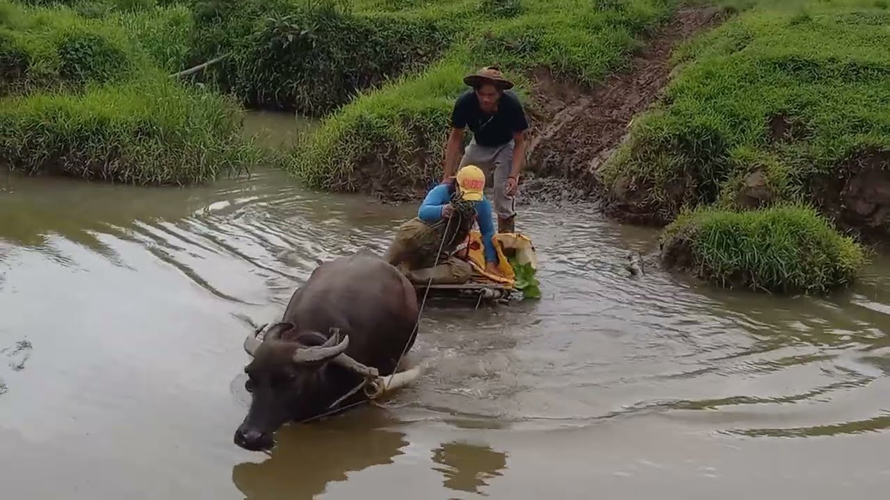How to ride the kangga with Carabao.