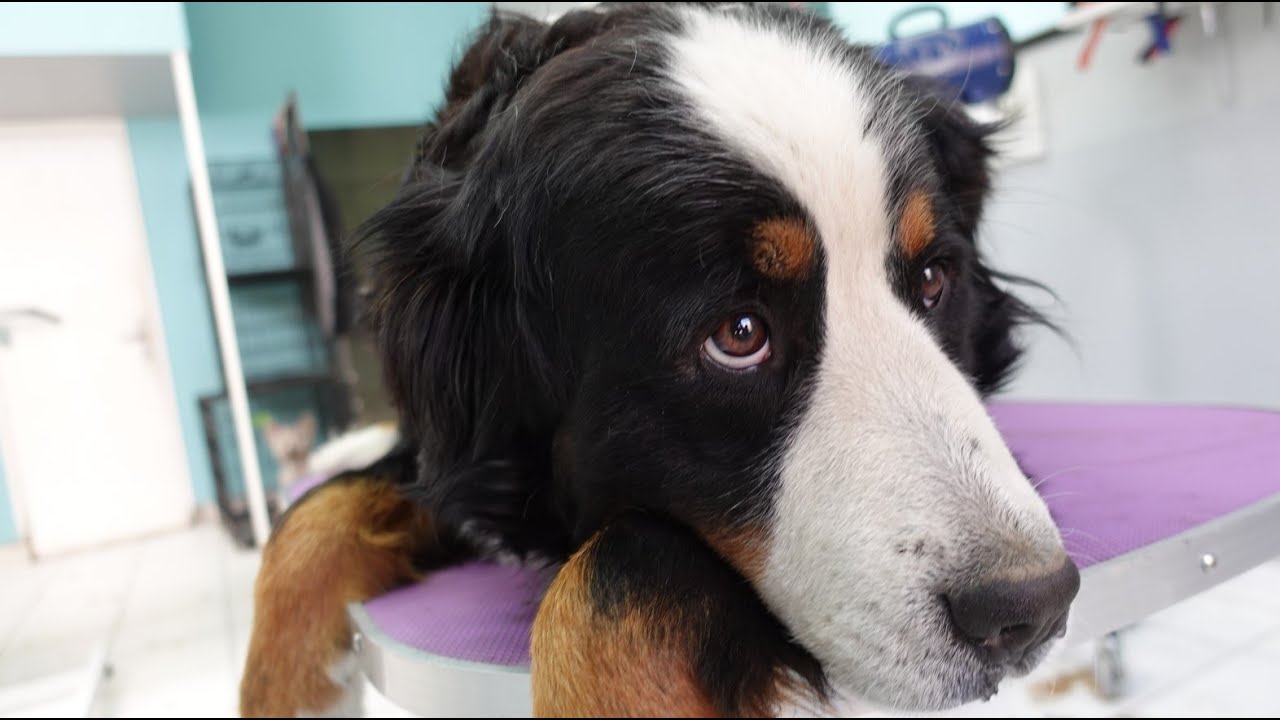 Bernese Mountain Dog Grooming and Deshedding