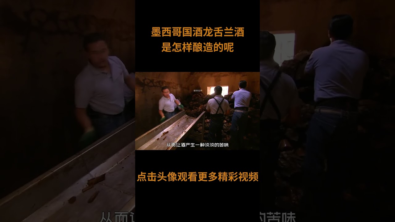 墨西哥国酒龙舌兰酒，究竟是怎样酿造的呢？有喝过的小伙伴吗？ #科普 #龙舌兰酒 #龙舌兰 #墨西哥国酒
