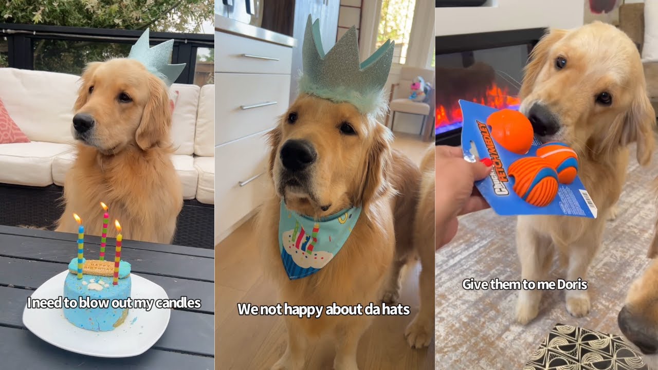 Golden Retriever Celebrates Third Birthday | Part One