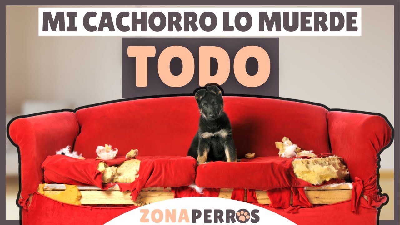 ¿Tu cachorro MUERDE? Descubre LO QUE DEBES HACER