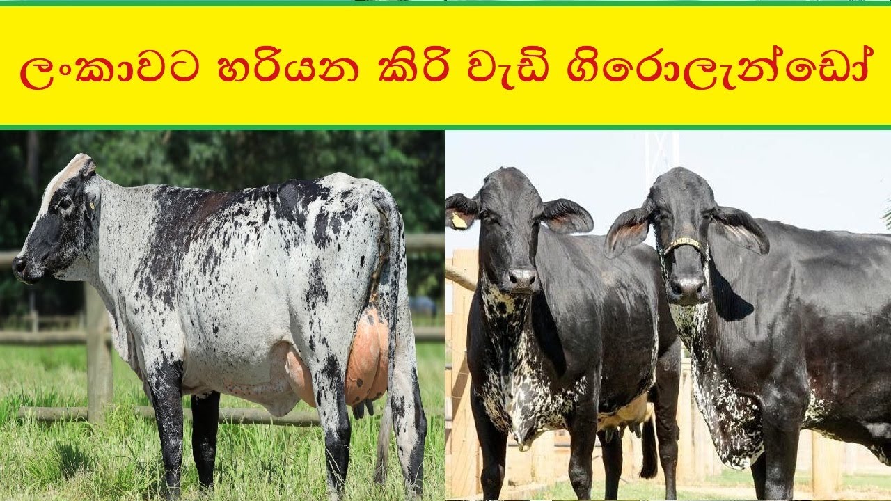 ලංකාවට හරියන කිරි වැඩි ගිරොලැන්ඩෝ  -  Girolando cows produce high amount of milk production