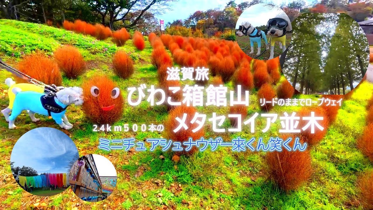 【ミニチュアシュナウザー】犬と滋賀旅びわこ箱館山とメタセコイア並木観光