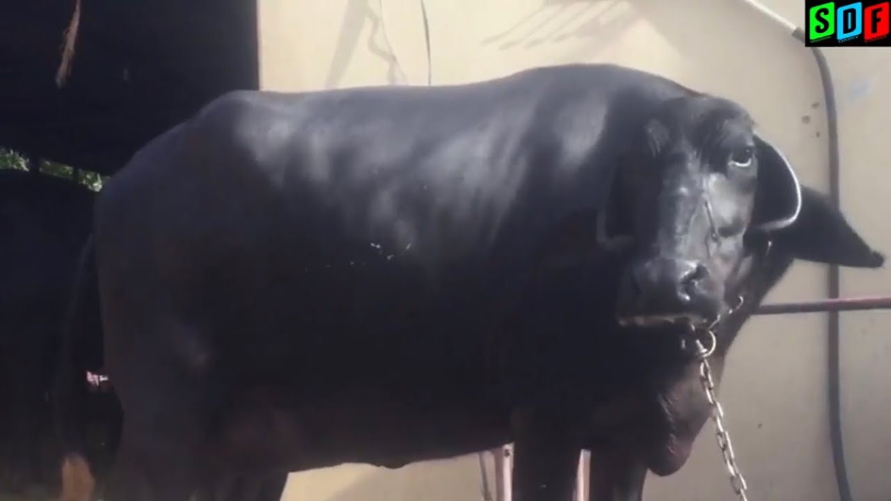 मीणी भेंस || Mini Buffalo || Big Udder || Beautiful Body Structure ||