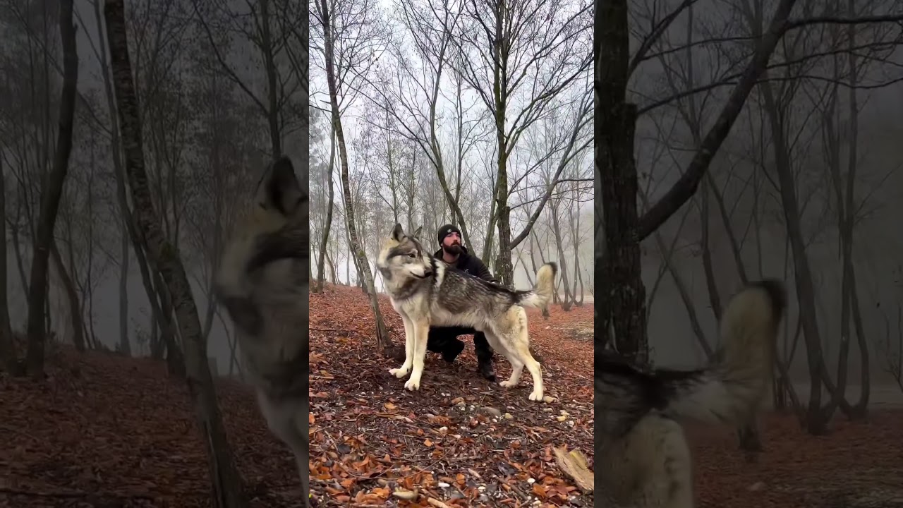 Pet wolf hybrid transformation over 200lbs and 6ft tall must see #wolf hybrid 🇬🇧🇬🇧