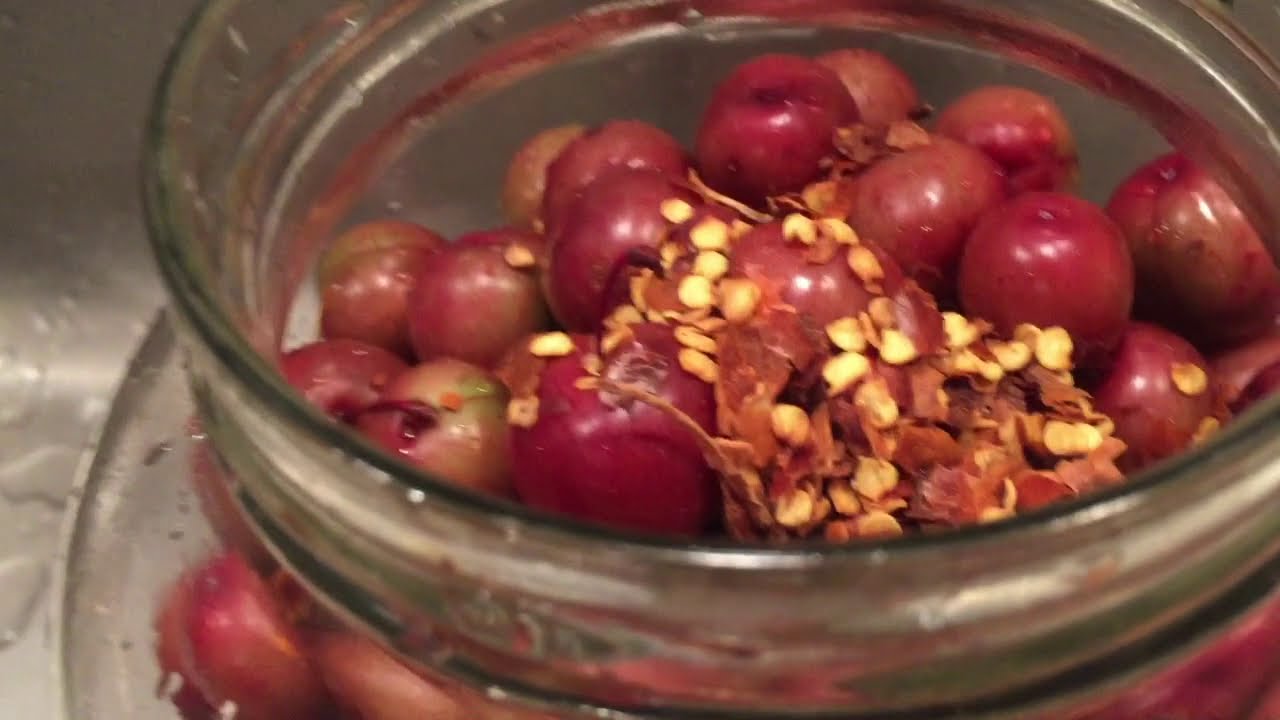 Harvesting and Pickling Immature Wild Plums