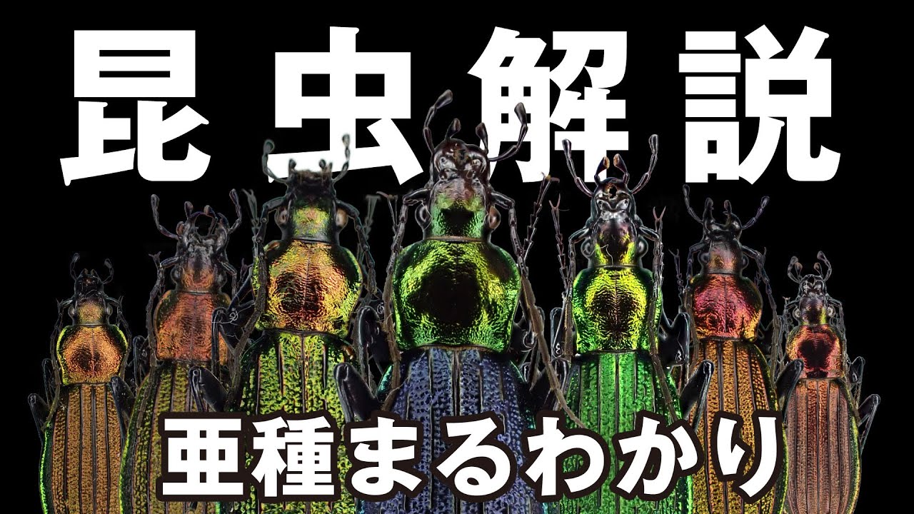 【初心者向け】アイヌキンオサムシの亜種紹介 / インテリア標本作成