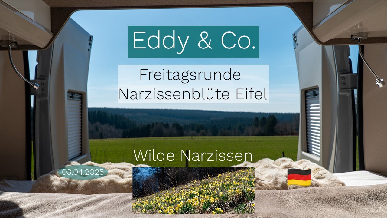 20250403  Freitagsrunde | Wilde Narzissen | Höfen | Eifel