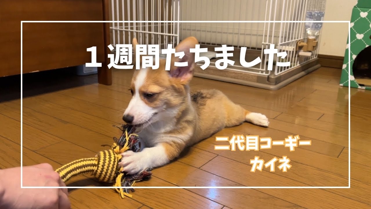 【コーギー】カイネの記録　『１週間が過ぎたよ』子犬コーギー