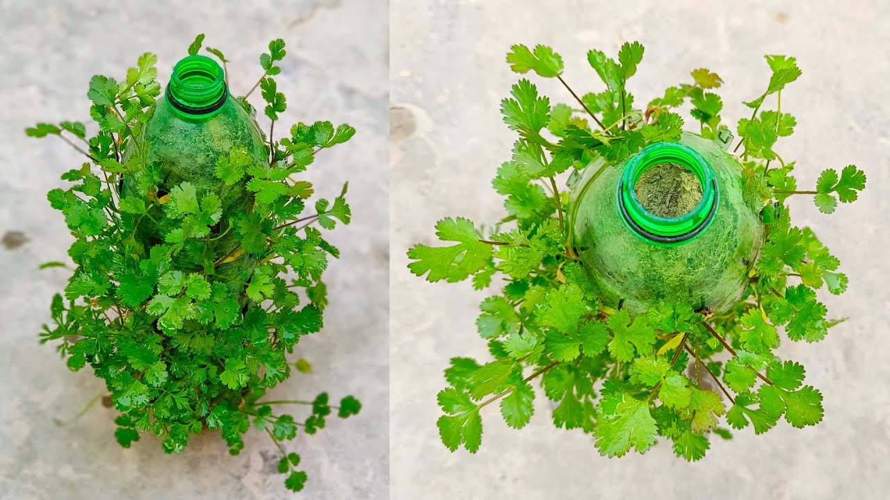 Coriander Grow In Bottle / Bottle Ideas in Gardening / Grow Coriander With New Way / waste Bottle